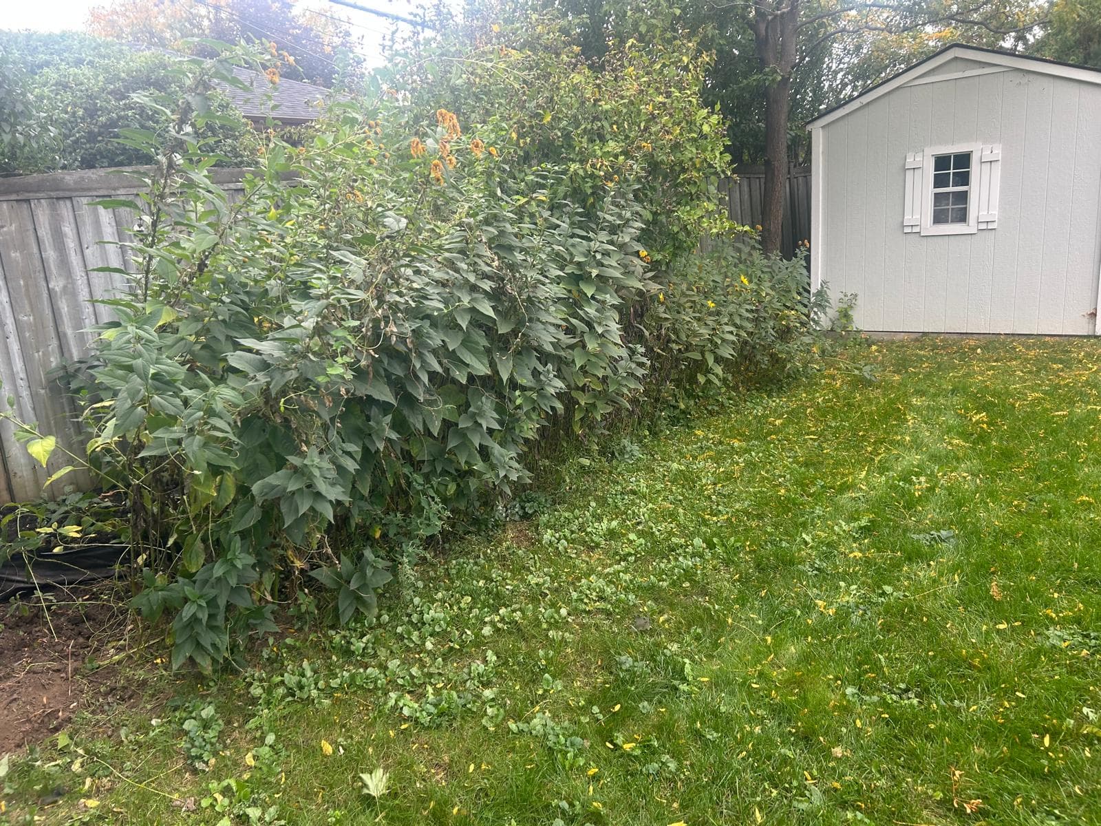 Backyard Garden Bed Clean-Out & Replanting Project – Etobicoke 1