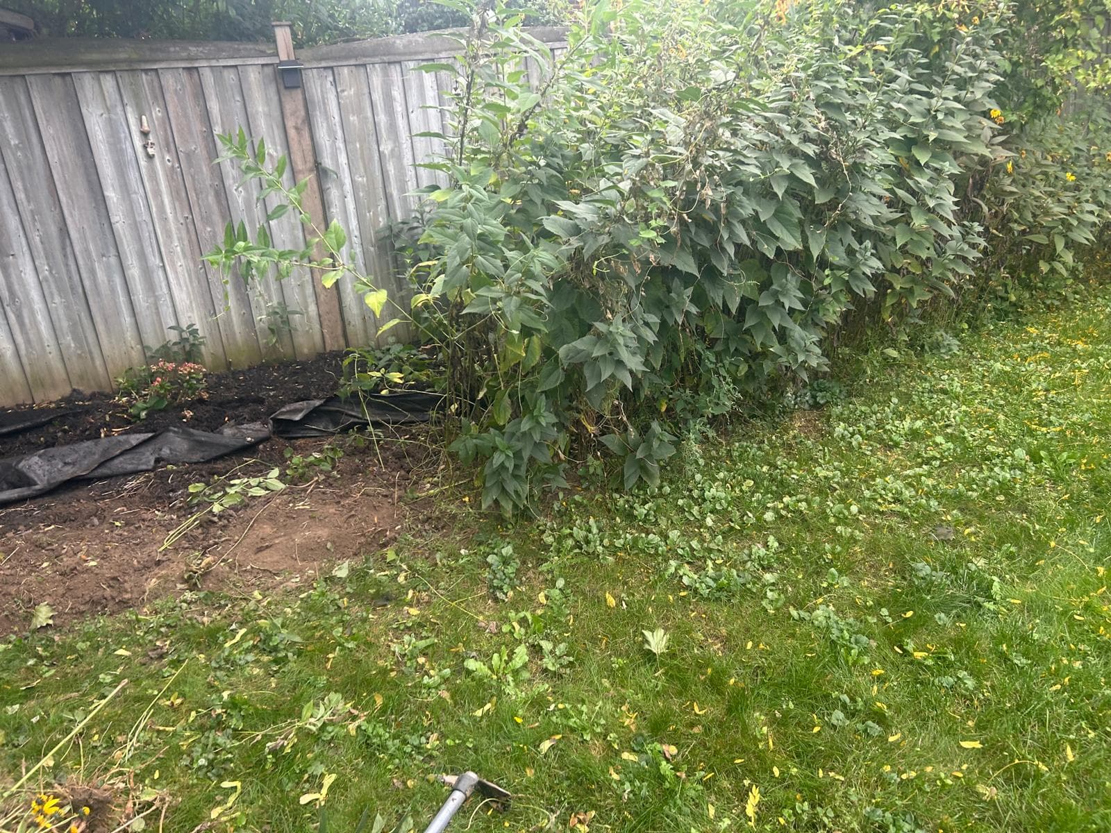 Backyard Garden Bed Clean-Out & Replanting Project – Etobicoke 2