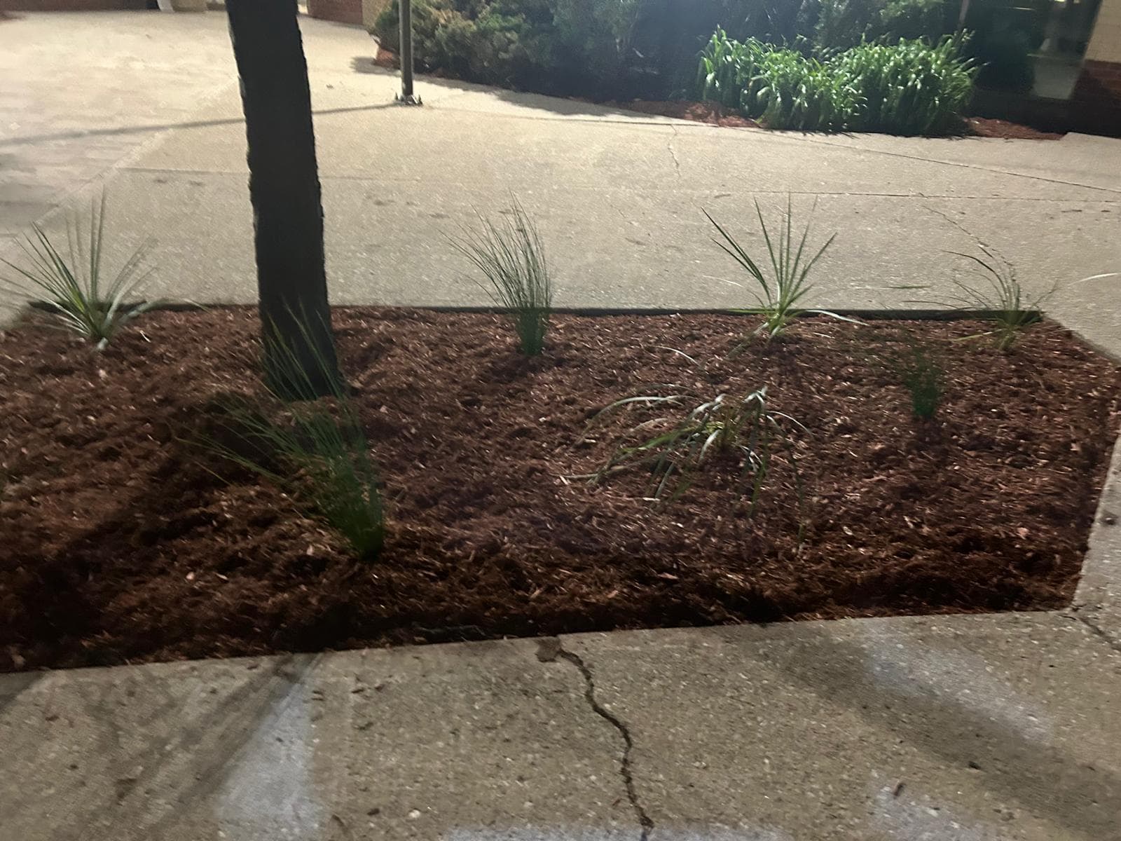 Garden Bed Restoration 2