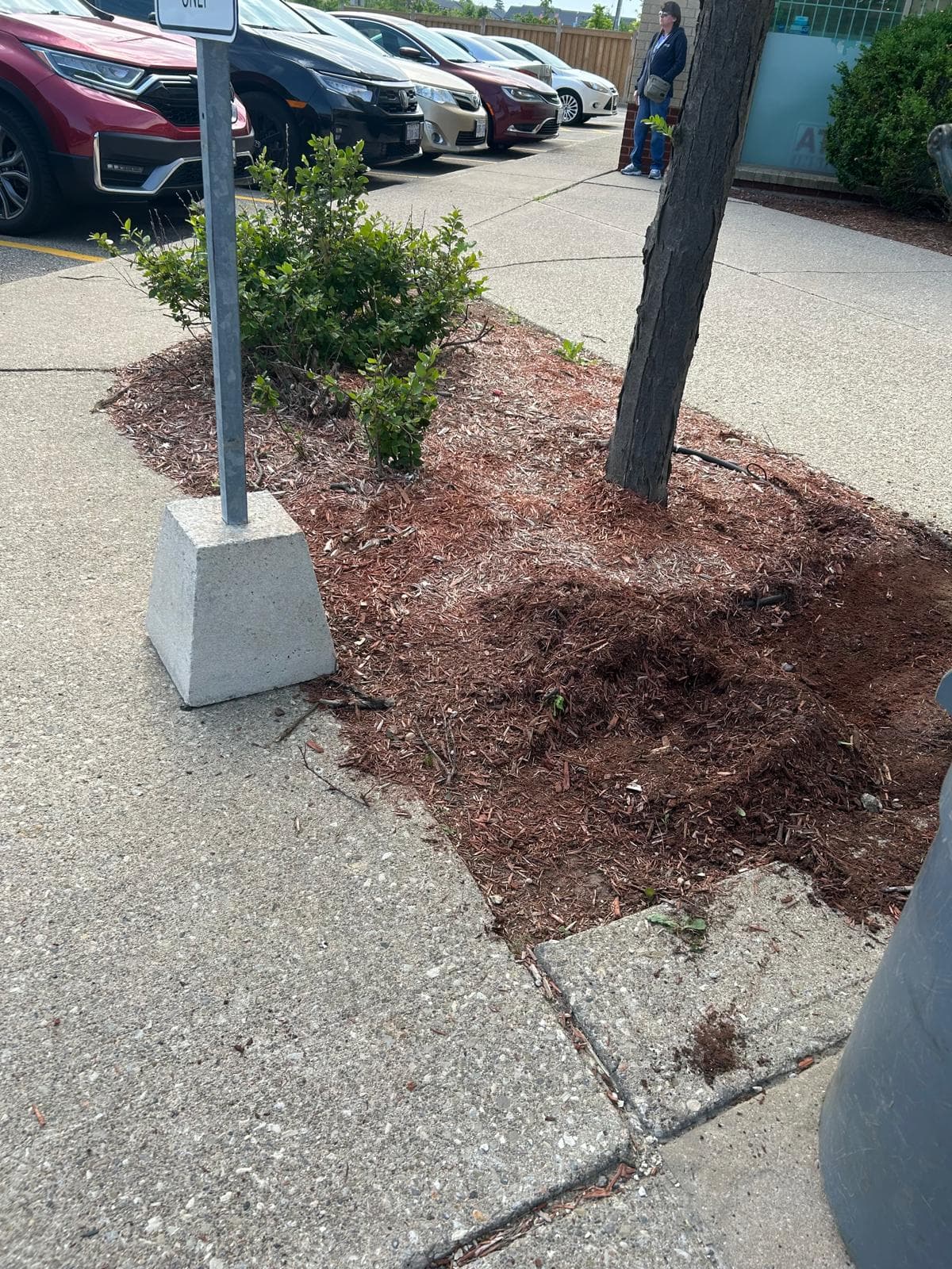 Garden Bed Restoration 1